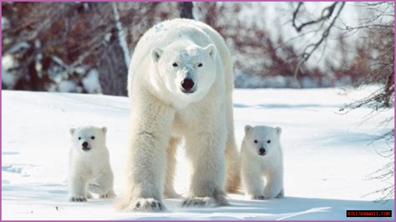 Discovering The Marvels Of Polar Bears In Arlington: A Comprehensive Guide