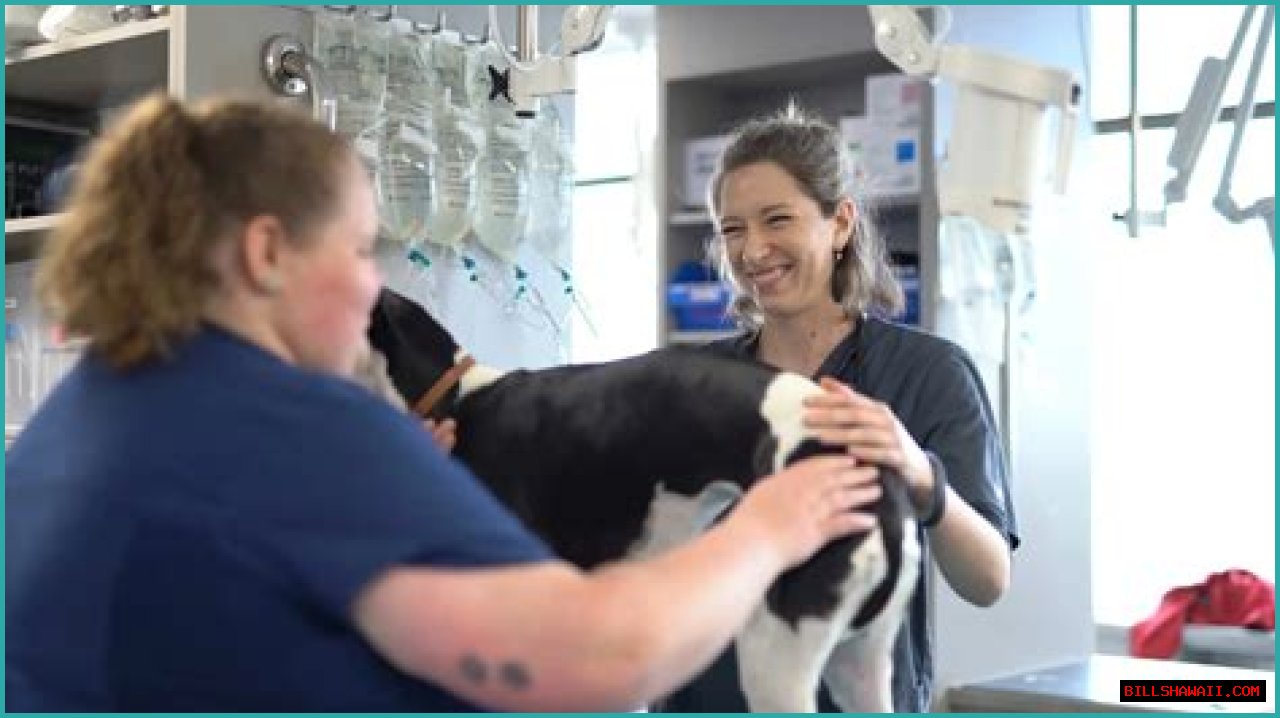 Understanding Dr. Jeff Young's Age And His Impact In Veterinary Medicine